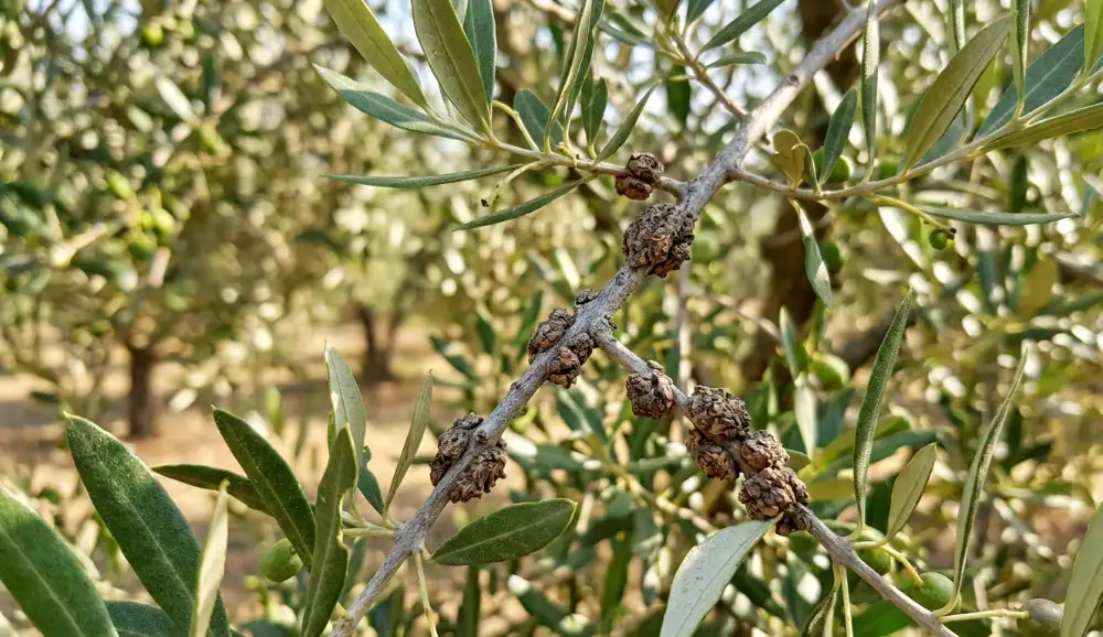 Zeytin Dal Kanseri Nedir? Belirtileri, Nedenleri ve Etkili Mücadele Yöntemleri